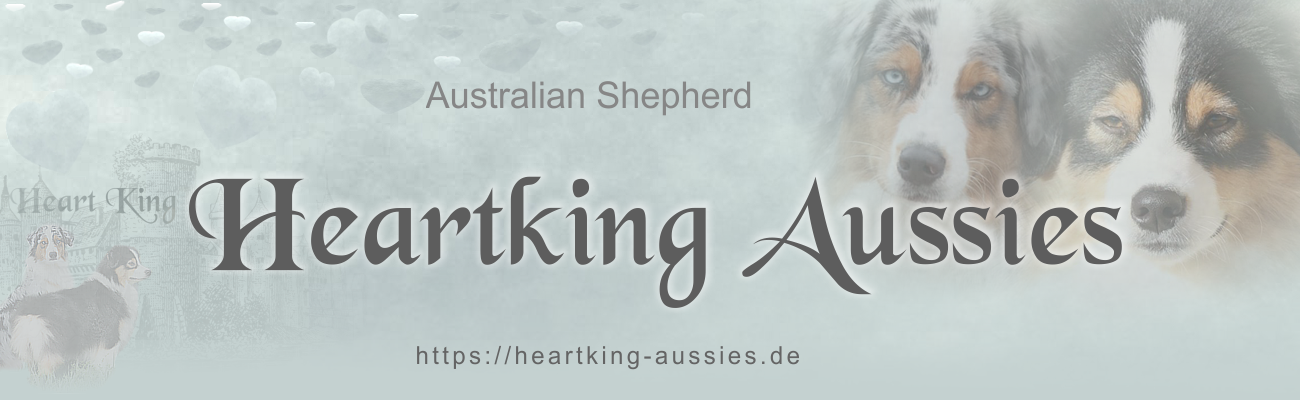 Heartking Aussies Australian Shepherds